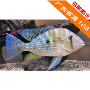 白子關(guān)刀魚好養(yǎng)嗎（白子關(guān)刀魚的飼養(yǎng)） 粗線銀版魚 第3張