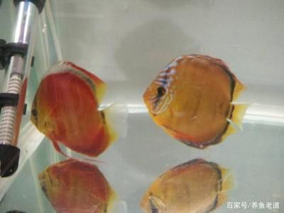 觀賞魚繁殖技術(shù)簡介（觀賞魚的繁殖技術(shù)） 福滿鉆魚 第2張