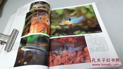 觀賞魚(yú)大百科知識(shí)（觀賞魚(yú)是一種常見(jiàn)的觀賞魚(yú)，） 狗仔招財(cái)貓魚(yú) 第3張