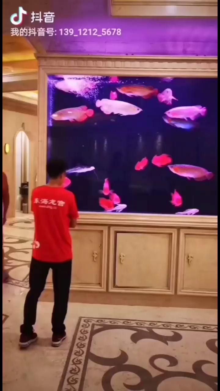 這大缸 這龍魚 漂亮（這大缸這龍魚漂亮,我的奧特蛋呢?）