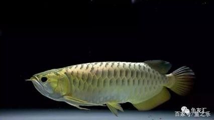 15厘米的龍魚(yú)吃什么飼料好（15厘米大小的龍魚(yú)可以吃一些小河蝦但需要注意什么） 祥龍水族濾材/器材 第2張