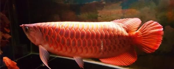 15公分左右紅龍魚能長多大呢視頻（紅龍魚的成長潛力） 祥龍水族濾材/器材 第1張