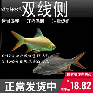 1.8米龍魚缸養(yǎng)幾個(gè)泰國鯽魚呢圖片（1.8米的龍魚缸應(yīng)該養(yǎng)多少條泰國鯽魚） 祥龍水族濾材/器材 第2張