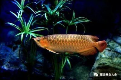 觀賞魚加熱棒調(diào)多少度合適（如何調(diào)節(jié)觀賞魚加熱棒的溫度）