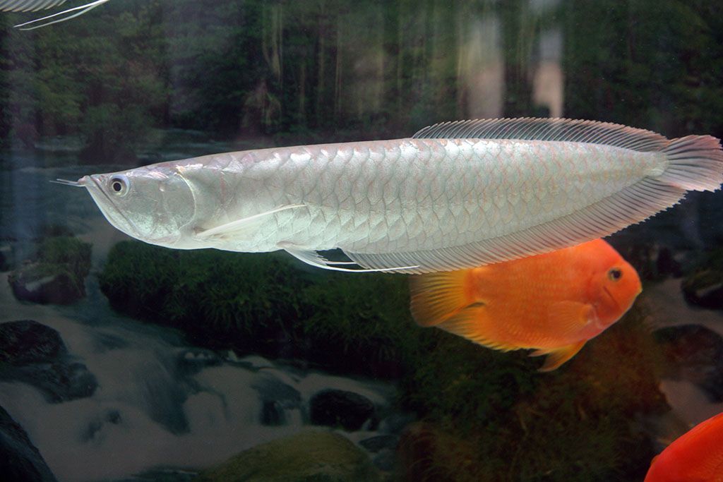 15cm銀龍魚(yú)苗吃什么（銀龍魚(yú)吃什么飼料最好）