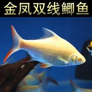 1.8米龍魚缸養(yǎng)幾個(gè)泰國(guó)鯽魚呢（1.8米的龍魚缸養(yǎng)殖泰國(guó)鯽魚需要考慮哪些問題？）