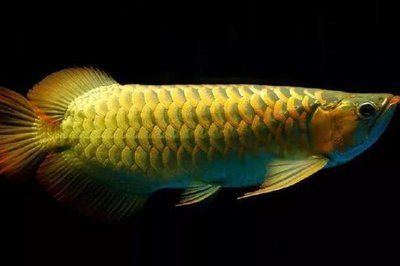 15厘米的龍魚(yú)吃什么（15厘米的龍魚(yú)吃什么比較好） 祥龍水族濾材/器材 第3張