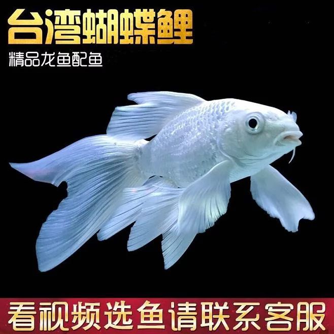 《龍魚專刊》內(nèi)容簡(jiǎn)介（《龍魚?？返诎似凇洱堲~?？穬?nèi)容簡(jiǎn)介） 祥龍水族濾材/器材 第3張