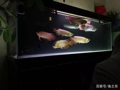 1米缸養(yǎng)龍魚成功（1米缸能養(yǎng)龍魚嗎） 祥龍水族濾材/器材 第1張