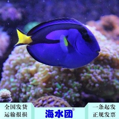 觀賞魚尼莫（世界上?？姆N類超過1000種，但只有十種左右會(huì)與小丑魚共生） 祥龍水族濾材/器材 第1張