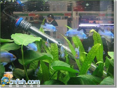 觀賞魚加熱棒怎么用（如何使用觀賞魚加熱棒） 祥龍水族濾材/器材 第1張