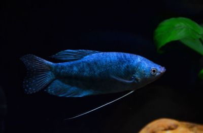 18厘米的龍魚要吃多少飼料才能長大（幼年時期的龍魚可以多給它們投喂一些動物性的飼料） 祥龍水族濾材/器材 第2張