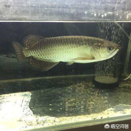 1.2缸養(yǎng)金龍魚（1.2米的魚缸適合養(yǎng)金龍魚嗎） 祥龍水族濾材/器材 第3張