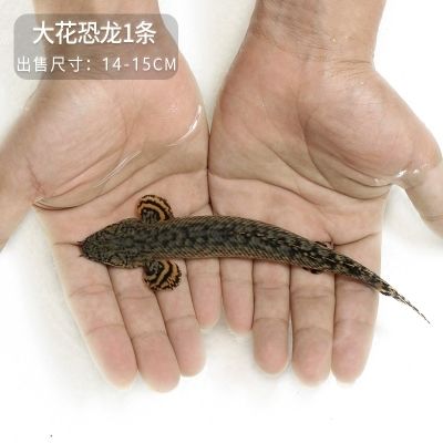 15厘米龍魚苗好養(yǎng)嗎（15厘米左右的龍魚苗好養(yǎng)嗎？） 祥龍水族濾材/器材 第2張