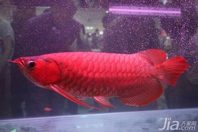 15公分左右紅龍魚怎么養(yǎng)（紅龍魚的飼養(yǎng)方法） 祥龍水族濾材/器材 第3張