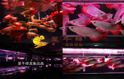 高端紅龍魚祥龍魚場（祥龍魚場特有的紅龍魚品種介紹） 祥龍水族濾材/器材 第1張