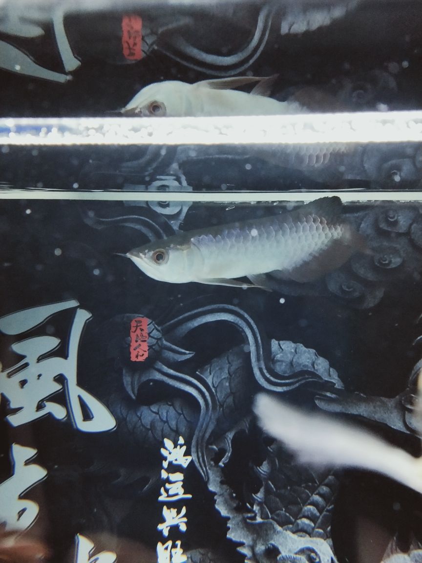 這條魚是啥品種?。ü诺渌{(lán)底過背求大神指點(diǎn),求大神指點(diǎn),）