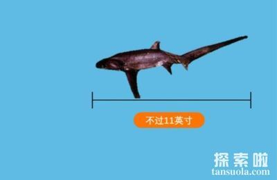 18厘米龍魚喂什么食物好（18厘米的龍魚可以喂食小魚、小蝦和面包蟲） 祥龍水族濾材/器材 第2張