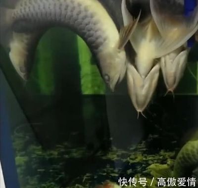 1.2米魚缸適合養(yǎng)多少金龍魚呢（1.2米的魚缸養(yǎng)金龍魚需要多大的魚缸養(yǎng)多少條金魚） 祥龍水族濾材/器材 第1張