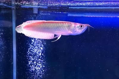 15厘米的龍魚吃什么食物好（15厘米的幼年龍魚應該以小魚為主要食物為主要食物） 祥龍水族濾材/器材 第2張