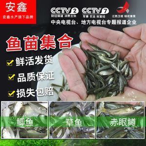 12cm銀龍魚苗怎么養(yǎng)的（家有銀龍魚，這些飼養(yǎng)姿勢(shì)必須懂?。? title=