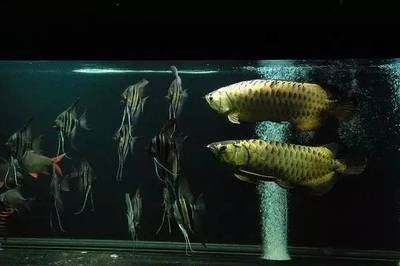 1米方缸養(yǎng)龍魚（1米方的魚缸適合養(yǎng)龍魚嗎？） 祥龍水族濾材/器材 第1張