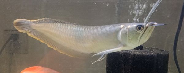 10cm銀龍魚(yú)一天要喂多少食物？（10厘米長(zhǎng)的銀龍魚(yú)一天吃多少小魚(yú)銀龍魚(yú)吃什么長(zhǎng)得快） 祥龍水族濾材/器材 第2張