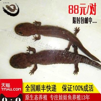 10厘米銀龍魚苗好養(yǎng)嗎（10厘米左右銀龍魚好養(yǎng)嗎） 祥龍水族濾材/器材 第2張