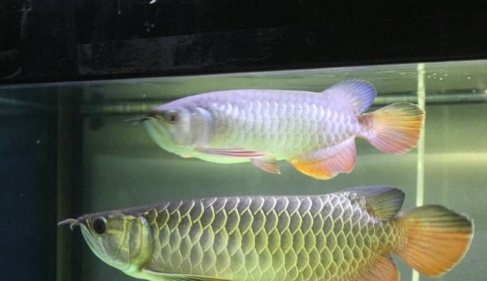 1米的金龍魚多少錢（金龍魚1.7-1.8一斤多少錢什么值得買）