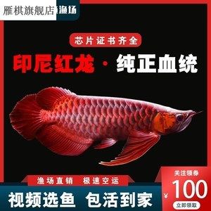 10cm紅龍魚魚苗價格及圖片（10cm紅龍魚魚苗價格、批發(fā)報價、價格大全） 祥龍水族濾材/器材 第2張