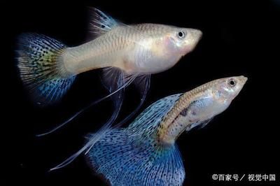 便宜皮實的觀賞魚（觀賞魚的選擇和飼養(yǎng)注意事項）