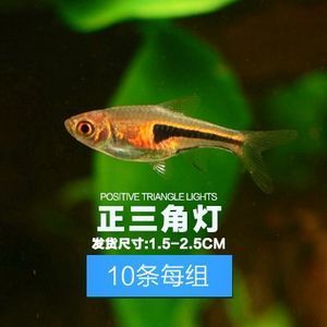 淡水小型觀賞魚排行榜前十名（淡水觀賞魚排行榜前十名：荷蘭鳳凰魚觀賞魚排行榜） 巴卡雷龍魚 第3張