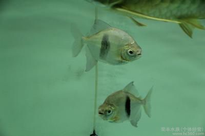 粗線銀板魚怎么養(yǎng)（粗線銀板魚的飼養(yǎng)方式） 觀賞魚市場(chǎng)（混養(yǎng)魚） 第4張