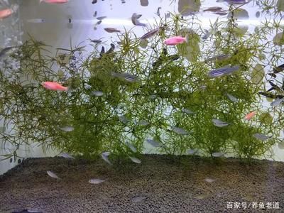 都有哪些觀賞魚容易養(yǎng)殖（觀賞魚的心理效應(yīng)與健康） 帝王迷宮 第3張