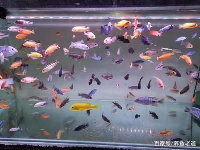 觀賞魚需要什么水質（觀賞魚對水質的要求） 黃金鴨嘴魚 第1張