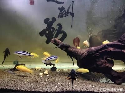 觀賞魚需要什么水質（觀賞魚對水質的要求） 黃金鴨嘴魚 第3張