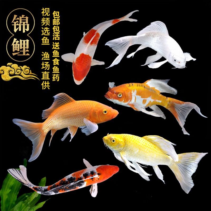 國產(chǎn)淡水觀賞魚（國產(chǎn)淡水觀賞魚養(yǎng)殖技術(shù)了解淡水觀賞魚的養(yǎng)殖技術(shù)） 銀龍魚苗 第3張