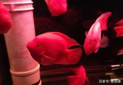 財神鸚鵡魚怎么挑選（如何挑選健康的財神鸚鵡魚）