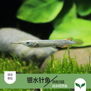 觀賞魚白金魚能混養(yǎng)嗎視頻播放（觀賞魚混養(yǎng)的誤區(qū)有助于魚友更好地規(guī)劃魚缸內(nèi)的生態(tài)環(huán)境） 祥龍藍珀金龍魚 第2張