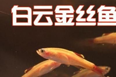 觀賞魚白云金絲魚怎么養(yǎng)（如何正確飼養(yǎng)白云金絲魚）