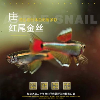 觀賞魚白云金絲魚怎么養(yǎng)（如何正確飼養(yǎng)白云金絲魚）