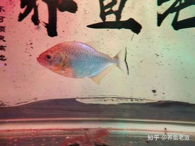 觀賞魚怕人是怎么回事（觀賞魚為什么怕人） 狗頭魚 第4張