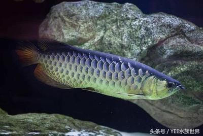 yee魚缸屬于什么檔次（yee魚缸屬于什么檔次yee魚缸品牌排行榜前十名知乎） 白子銀龍苗（黃化銀龍苗） 第2張