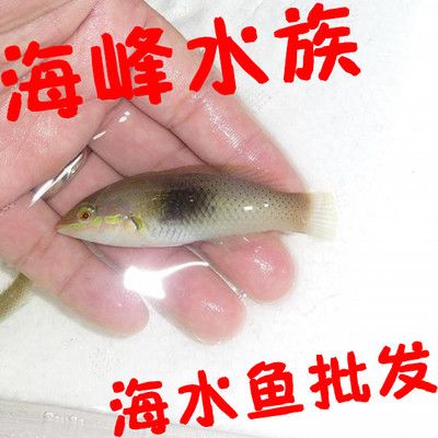 海魚觀賞魚好養(yǎng)嗎（海魚觀賞魚的養(yǎng)護技巧難度相對于淡水觀賞魚的養(yǎng)護技巧）