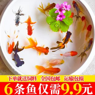 草金魚飼料哪個(gè)牌子好（草金魚的飼養(yǎng)技巧） 水族主題相關(guān) 第4張