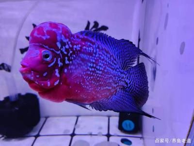 高端觀賞魚(yú)有哪些品種（觀賞魚(yú)品種大全） 吉印水族 第3張