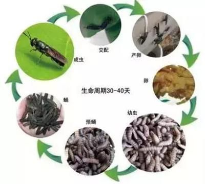 黑水牤騙局（黑水牤養(yǎng)殖技術(shù)揭秘） 貝因美 第3張