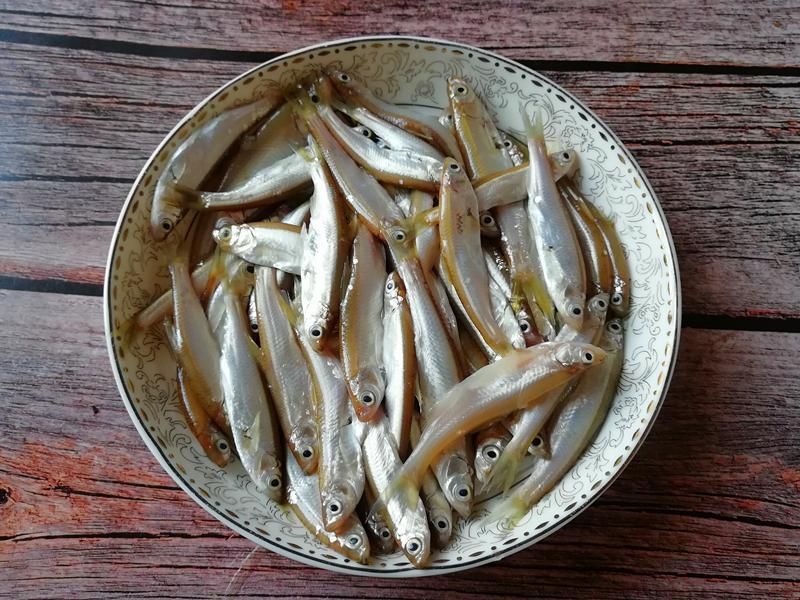 觀賞魚小白魚（養(yǎng)護(hù)小白魚需要注意以下幾點(diǎn)，適合初學(xué)者養(yǎng)護(hù)小白魚） 一方水族 第3張