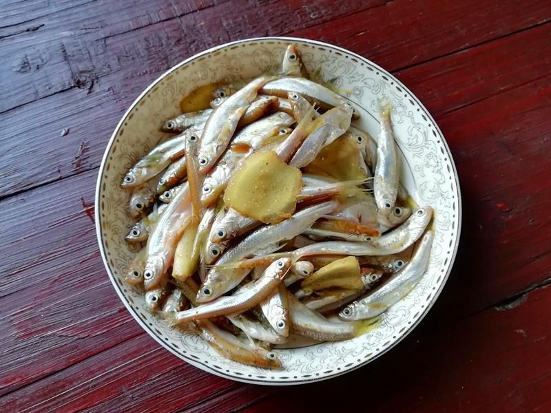 觀賞魚小白魚（養(yǎng)護(hù)小白魚需要注意以下幾點(diǎn)，適合初學(xué)者養(yǎng)護(hù)小白魚） 一方水族 第4張