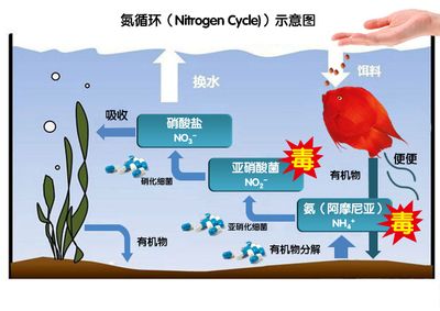 amf硝化細(xì)菌怎么樣（amf硝化細(xì)菌的具體信息，養(yǎng)魚人士用了這么多年的硝化細(xì)菌） 元寶鳳凰魚專用魚糧 第4張